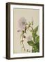 Hedge Bindweed-Mary Vaux Walcott-Framed Art Print