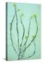 Hedge Mustard-Den Reader-Stretched Canvas