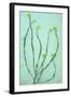 Hedge Mustard-Den Reader-Framed Photographic Print