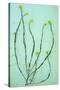 Hedge Mustard-Den Reader-Stretched Canvas