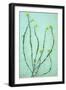 Hedge Mustard-Den Reader-Framed Photographic Print