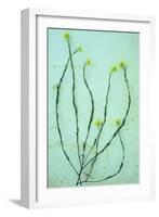 Hedge Mustard-Den Reader-Framed Photographic Print