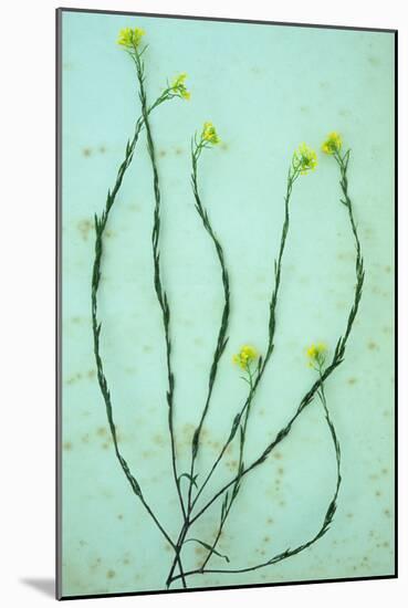 Hedge Mustard-Den Reader-Mounted Photographic Print