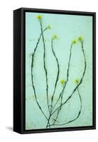 Hedge Mustard-Den Reader-Framed Stretched Canvas