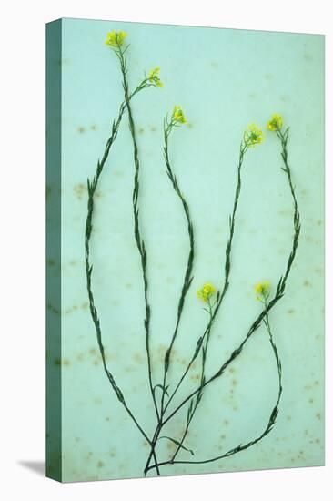 Hedge Mustard-Den Reader-Stretched Canvas