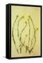 Hedge Mustard-Den Reader-Framed Stretched Canvas