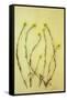 Hedge Mustard-Den Reader-Framed Stretched Canvas