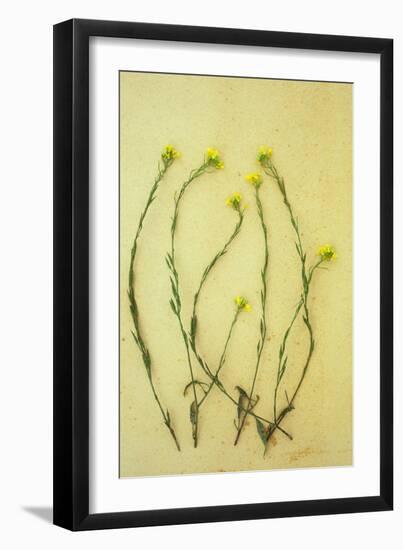 Hedge Mustard-Den Reader-Framed Photographic Print