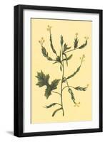 Hedge Mustard-null-Framed Art Print
