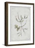 Hedge Mustard-PI Collection-Framed Art Print