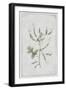 Hedge Mustard-PI Collection-Framed Art Print