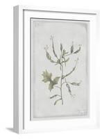 Hedge Mustard-PI Collection-Framed Art Print