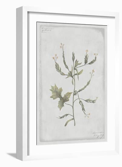 Hedge Mustard-PI Collection-Framed Art Print