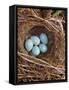 Hedge Sparrow / Dunnock, Nest with Five Eggs, UK-Jane Burton-Framed Stretched Canvas