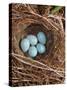 Hedge Sparrow / Dunnock, Nest with Five Eggs, UK-Jane Burton-Stretched Canvas