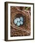 Hedge Sparrow / Dunnock, Nest with Five Eggs, UK-Jane Burton-Framed Photographic Print