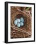 Hedge Sparrow / Dunnock, Nest with Five Eggs, UK-Jane Burton-Framed Photographic Print