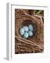 Hedge Sparrow / Dunnock, Nest with Five Eggs, UK-Jane Burton-Framed Photographic Print