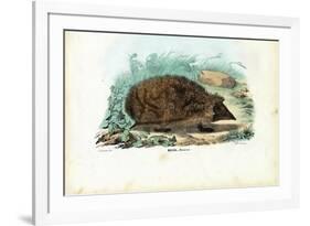 Hedgehog, 1863-79-Raimundo Petraroja-Framed Giclee Print