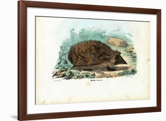 Hedgehog, 1863-79-Raimundo Petraroja-Framed Giclee Print