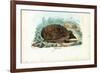 Hedgehog, 1863-79-Raimundo Petraroja-Framed Giclee Print