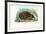 Hedgehog, 1863-79-Raimundo Petraroja-Framed Giclee Print