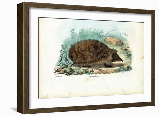 Hedgehog, 1863-79-Raimundo Petraroja-Framed Giclee Print