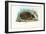 Hedgehog, 1863-79-Raimundo Petraroja-Framed Giclee Print