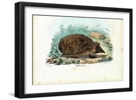 Hedgehog, 1863-79-Raimundo Petraroja-Framed Giclee Print