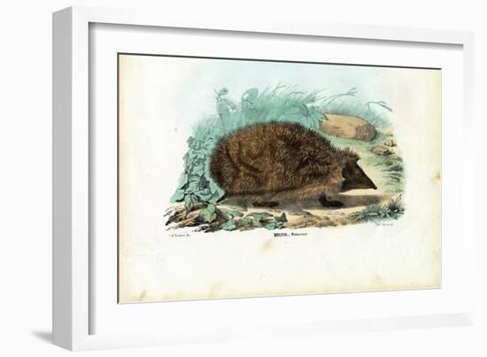 Hedgehog, 1863-79-Raimundo Petraroja-Framed Giclee Print