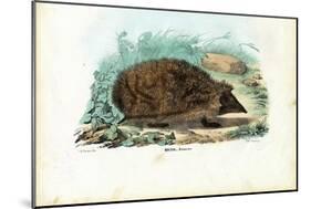 Hedgehog, 1863-79-Raimundo Petraroja-Mounted Giclee Print