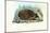 Hedgehog, 1863-79-Raimundo Petraroja-Mounted Giclee Print