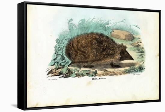 Hedgehog, 1863-79-Raimundo Petraroja-Framed Stretched Canvas