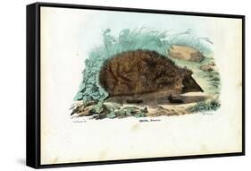 Hedgehog, 1863-79-Raimundo Petraroja-Framed Stretched Canvas