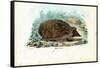 Hedgehog, 1863-79-Raimundo Petraroja-Framed Stretched Canvas