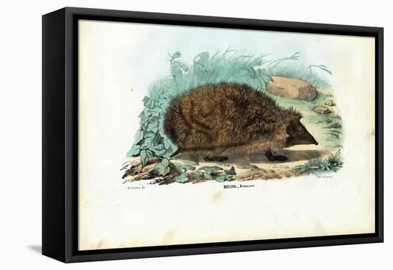 Hedgehog, 1863-79-Raimundo Petraroja-Framed Stretched Canvas