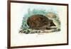 Hedgehog, 1863-79-Raimundo Petraroja-Framed Giclee Print