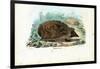 Hedgehog, 1863-79-Raimundo Petraroja-Framed Giclee Print