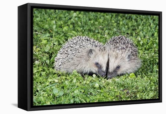 Hedgehog 2 Young Animals on Garden Lawn-null-Framed Stretched Canvas