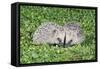 Hedgehog 2 Young Animals on Garden Lawn-null-Framed Stretched Canvas