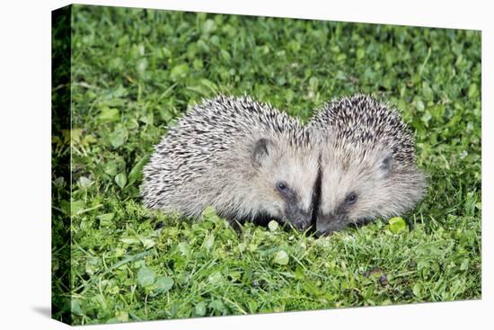 Hedgehog 2 Young Animals on Garden Lawn-null-Stretched Canvas
