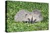 Hedgehog 2 Young Animals on Garden Lawn-null-Stretched Canvas