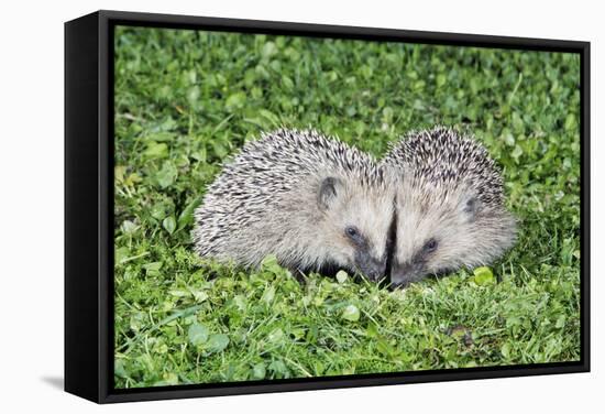 Hedgehog 2 Young Animals on Garden Lawn-null-Framed Stretched Canvas