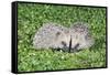 Hedgehog 2 Young Animals on Garden Lawn-null-Framed Stretched Canvas