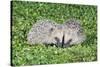 Hedgehog 2 Young Animals on Garden Lawn-null-Stretched Canvas