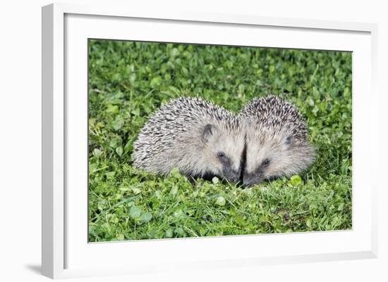 Hedgehog 2 Young Animals on Garden Lawn-null-Framed Photographic Print