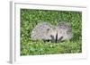 Hedgehog 2 Young Animals on Garden Lawn-null-Framed Photographic Print