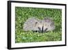 Hedgehog 2 Young Animals on Garden Lawn-null-Framed Photographic Print
