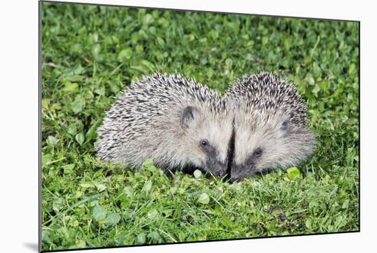 Hedgehog 2 Young Animals on Garden Lawn-null-Mounted Photographic Print