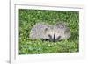 Hedgehog 2 Young Animals on Garden Lawn-null-Framed Photographic Print